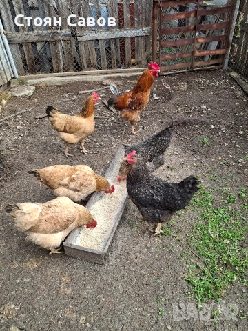 Кокошки, снимка 6 - Кокошки и пуйки - 53716237