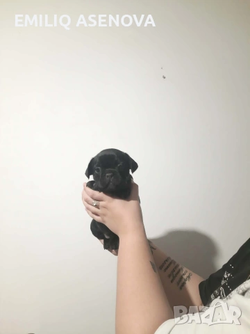 Френски Булфог, снимка 11 - Френски булдог - 54175204