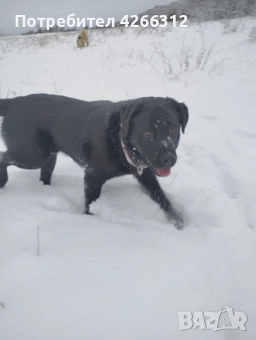 Подарявам мъжки кучета. Майка Лабрадор, баща Алабак., снимка 6 - Други - 53506330
