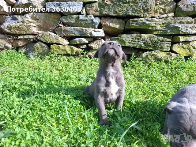 Кане Корсо сиви , снимка 7 - Кане корсо - 53402339