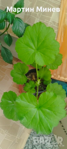 Комплект 6 цветя за 20 евро, снимка 4 - Стайни растения - 52480621