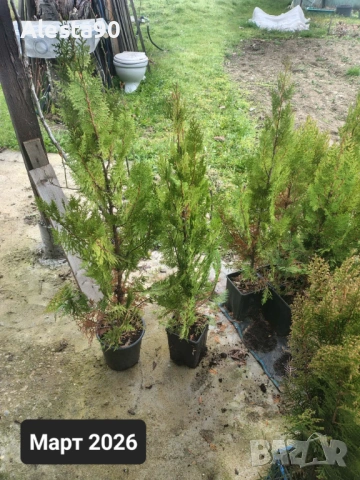 източна туя, снимка 4 - Разсади - 45492030