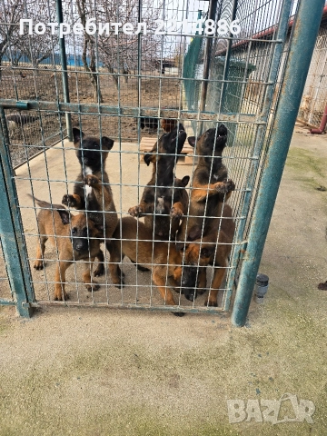 Белгийски овчарки-Малиноа , снимка 17 - Други - 52341802