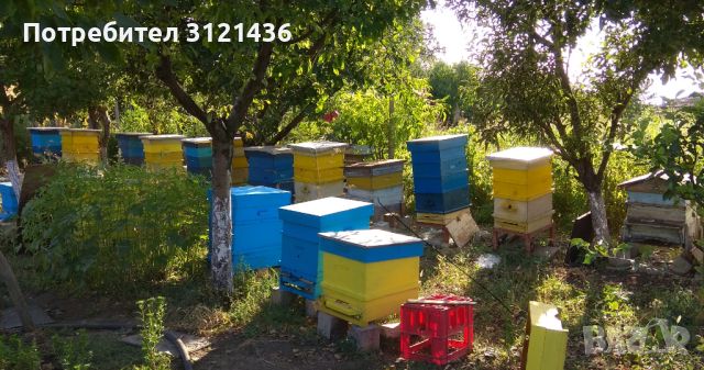 Пчелни семейства и рояци, снимка 1