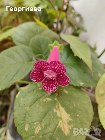 колерия растения и ризоми , снимка 4 - Стайни растения - 51619779