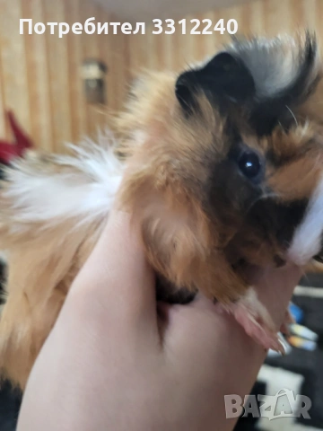 Морски свинчета