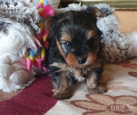 Малки мини йоркита 