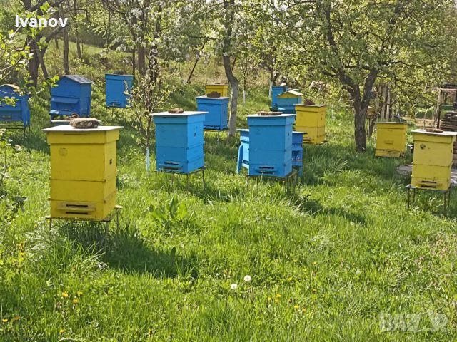 Пчелни отводки , снимка 2 - Пчелни продукти - 45179642