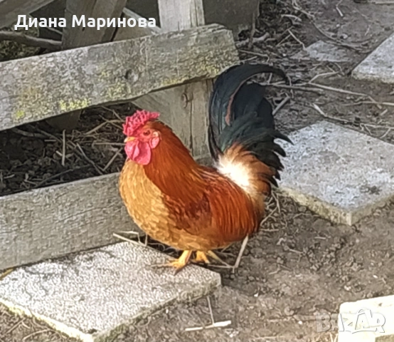 Продавам чифт японски ярки и петлета, снимка 4 - Кокошки и пуйки - 53028168