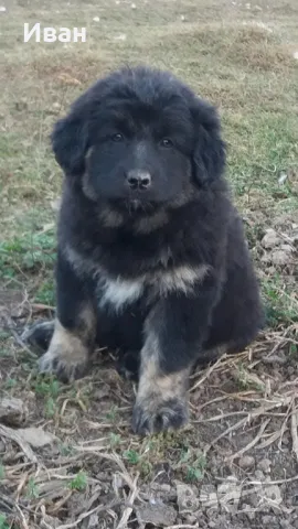 Българско овчарско куче , снимка 1