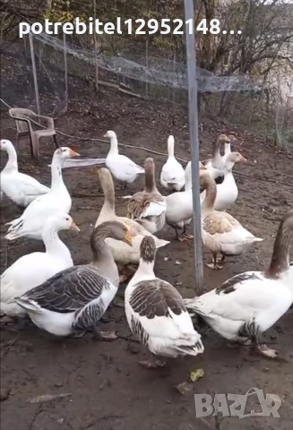 Яйца от СЕЛСКИ гъски-2 Евро броя, снимка 4 - други­ - 53654230