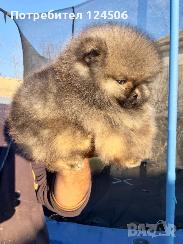 Померан мини померанче