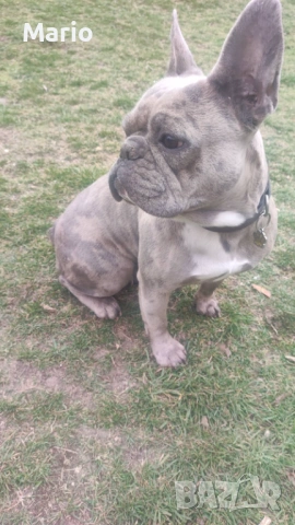 Френски Булдог, снимка 10 - Френски булдог - 53883096