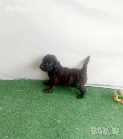 той пудел бебета , снимка 1