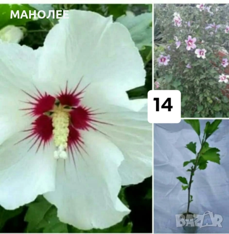 15 вида цветя и растения, снимка 14 - Градински цветя и растения - 51604084