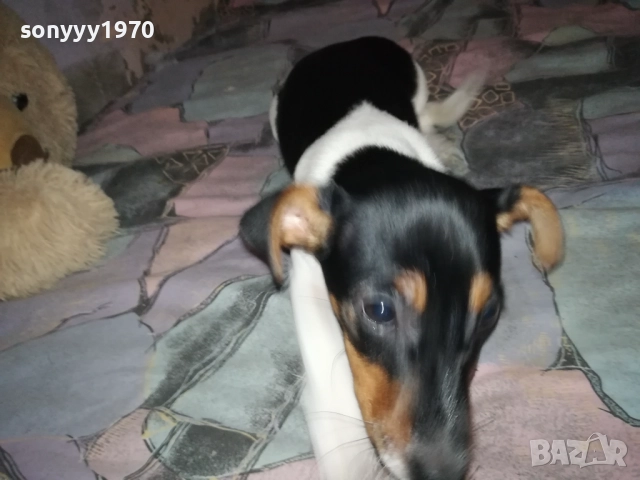 ДЖАК РЪСЕЛ-БЕБЕ 0112251627, снимка 5 - Джак ръсел териер - 52614774