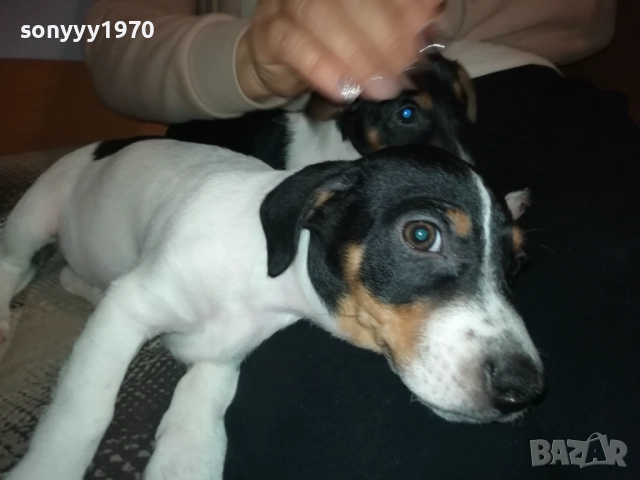 ДЖАК РЪСЕЛ КУТРЕ-ПОСЛЕДНА БРОЙКА-ЖЕНСКО 2610250706, снимка 3 - Джак ръсел териер - 52182513