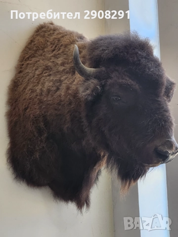 Продавам препариран Американски бизон, снимка 2 - Други животни - 51759671