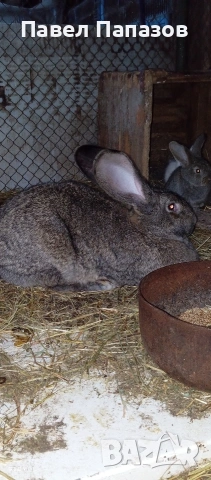Продавам заек великан, снимка 2 - Други - 52194051