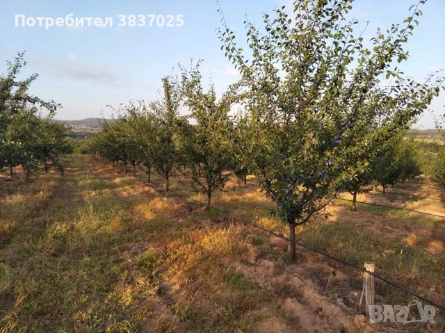 Продавам овощна градина, снимка 5 - Земеделска земя - 53276425