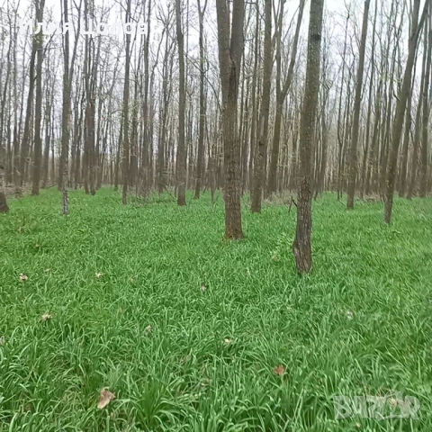 Самардала 2026 , снимка 2 - Други - 54074359