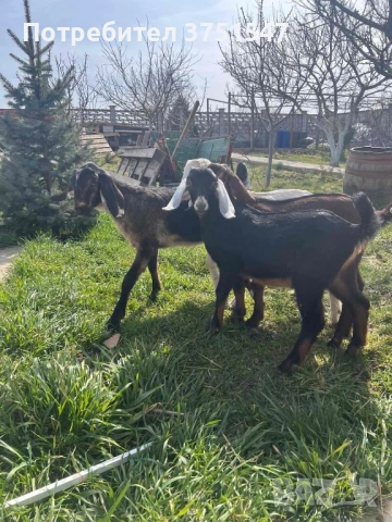  🐐 Продавам мъжки англо-нубийски ярета, снимка 6 - Кози - 53745937