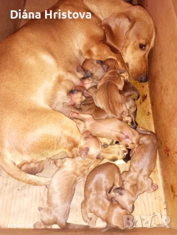  МЪЖКИ Чистокръвни породисти дакели , снимка 1