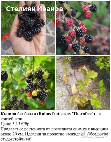 ПЛОДНИ ХРАСТИ В КОНТЕЙНЕРИ, снимка 8 - Градински цветя и растения - 53447504