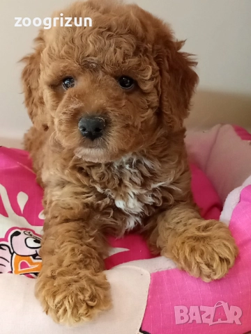 Малки кавапу пудели, снимка 5 - Пудели - 51641128