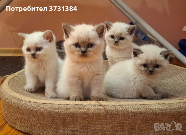 Британски колорпойнт котета, снимка 9 - Британска късокосместа - 53847230