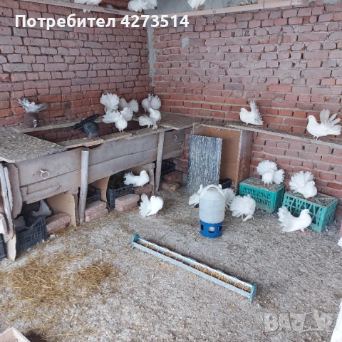 Продавам гълъби финерлии - бели и пъстри, снимка 9 - Гълъби - 53299830