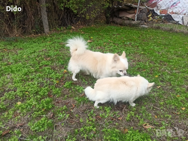 Мъжки чихуа за разплод, снимка 3 - Чихуахуа - 52035731