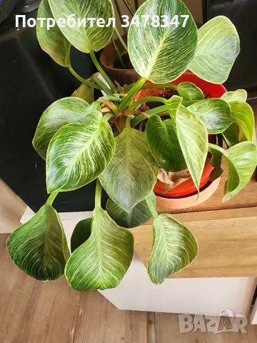 Филодендрон Биркин