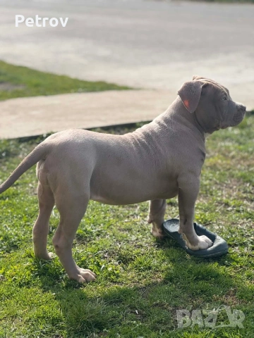 Американско були , снимка 18 - Питбул - 53690899