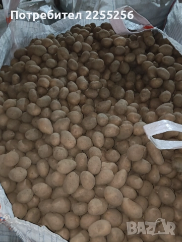 Картофи 10кг-20кг и семе Сорт сорая  , снимка 3 - Домашни продукти - 52497687