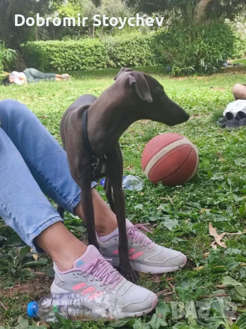 Италианска мини хрътка, снимка 1