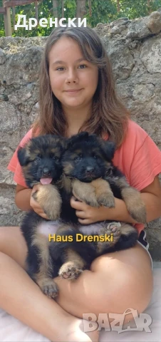 дългокосмести немски овчарки, снимка 1