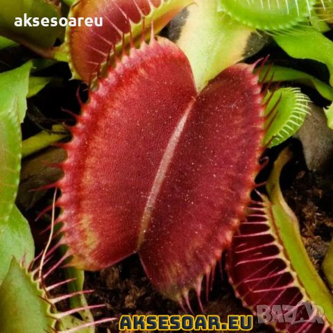 100 семена Венерина мухоловка Dionaea muscipula Семена Мухоловка Бонсай месоядно растение яде насеко, снимка 9 - Сортови семена и луковици - 46364658