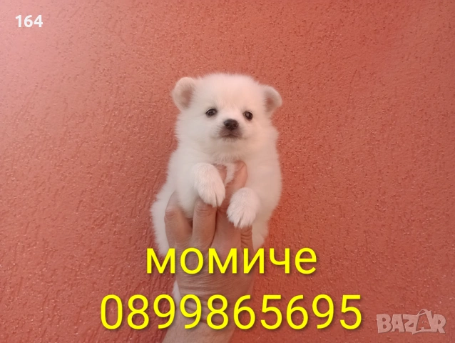 Мини Шпиц - Померан. Мъжки и женски кученца. 