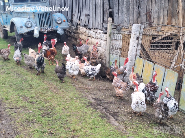 Продавам оплодени яйца от кокошки голошиики, снимка 11 - Кокошки и пуйки - 53650692