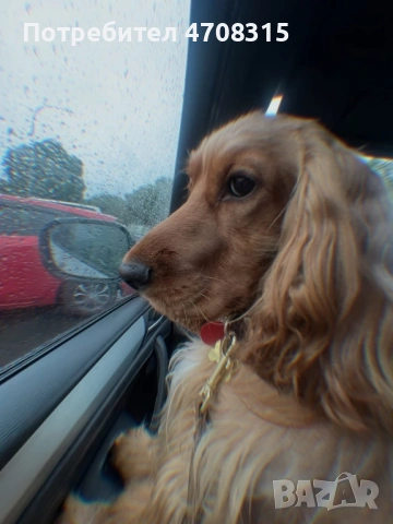 Кокер шпаньол игриво момченце, снимка 11 - Кокер шпаньол - 53724874