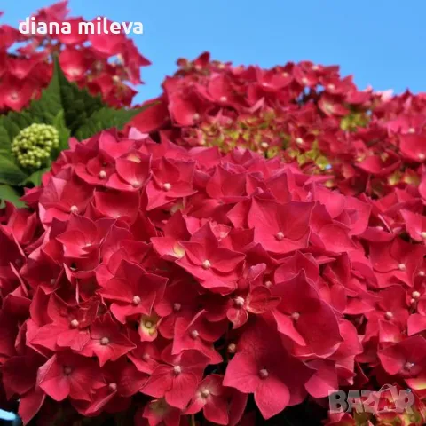 Хортензия Льошфьор, Hydrangea Leuchtfeuer за сянка !!!, снимка 1 - Градински цветя и растения - 49202973