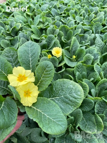 Иглика, снимка 7 - Градински цветя и растения - 53354409