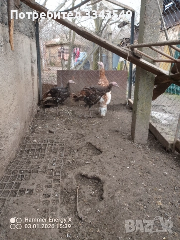 Продавам малки пуйчета, снимка 5 - Кокошки и пуйки - 52966687