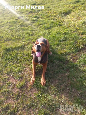 трицветен палаш гонче 