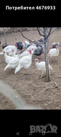 оплодени яйца и пуйки, снимка 4 - Кокошки и пуйки - 52967655