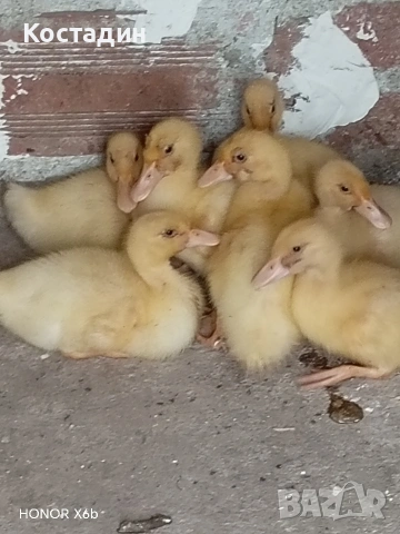 Пекински патета , снимка 2 - Патици и гъски - 53923050