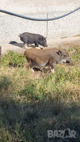 Виетнамски прасета, снимка 3 - Прасета - 54198346