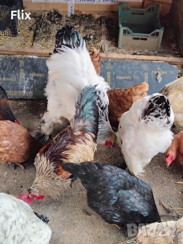 разплодни яйца , снимка 11 - Кокошки и пуйки - 54055847