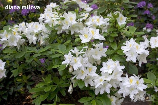 Рододендрон Оксидол, Rhododendron 'Oxydol' , снимка 3 - Градински цветя и растения - 46332126